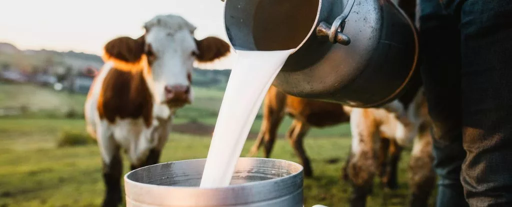 Is It Safe to Drink Milk? : ScienceAlert