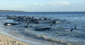 Dozens of whales die as more than 160 stranded on Australia beach | World | News by StuffsEarth