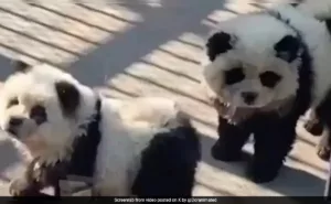 China Zoo Could Not Keep Pandas On Display. So It Did This by StuffsEarth