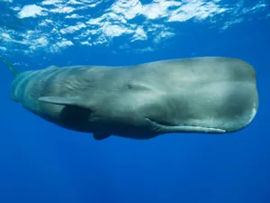 Scientists discover sperm whale ‘phonetic alphabet’ | Science and Technology News by StuffsEarth